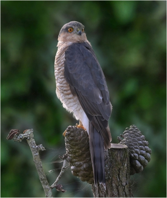 Sparrow Hawk I